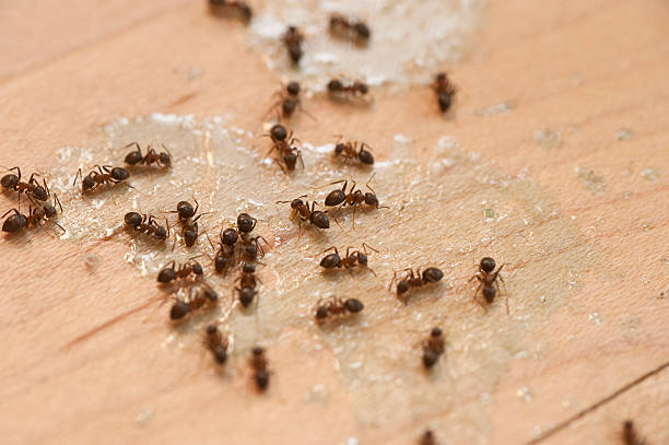 Best Ant Control Services  in Milton, DE